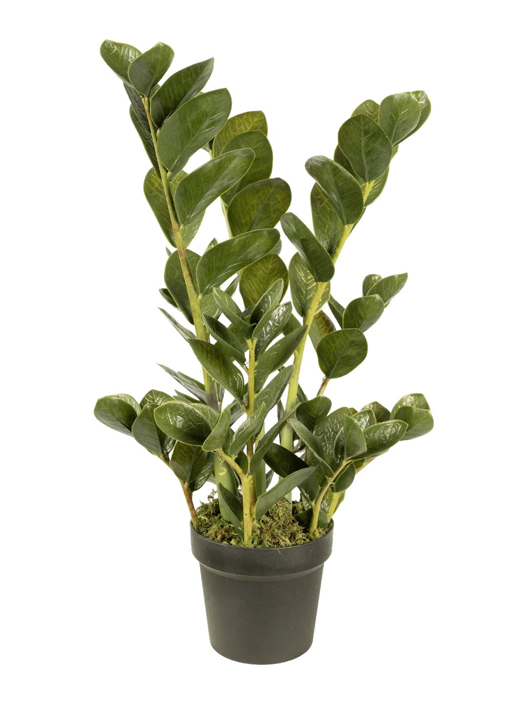 Zamioculcas (Deep Emerald) 70cm — artificial plant in green by VYNE