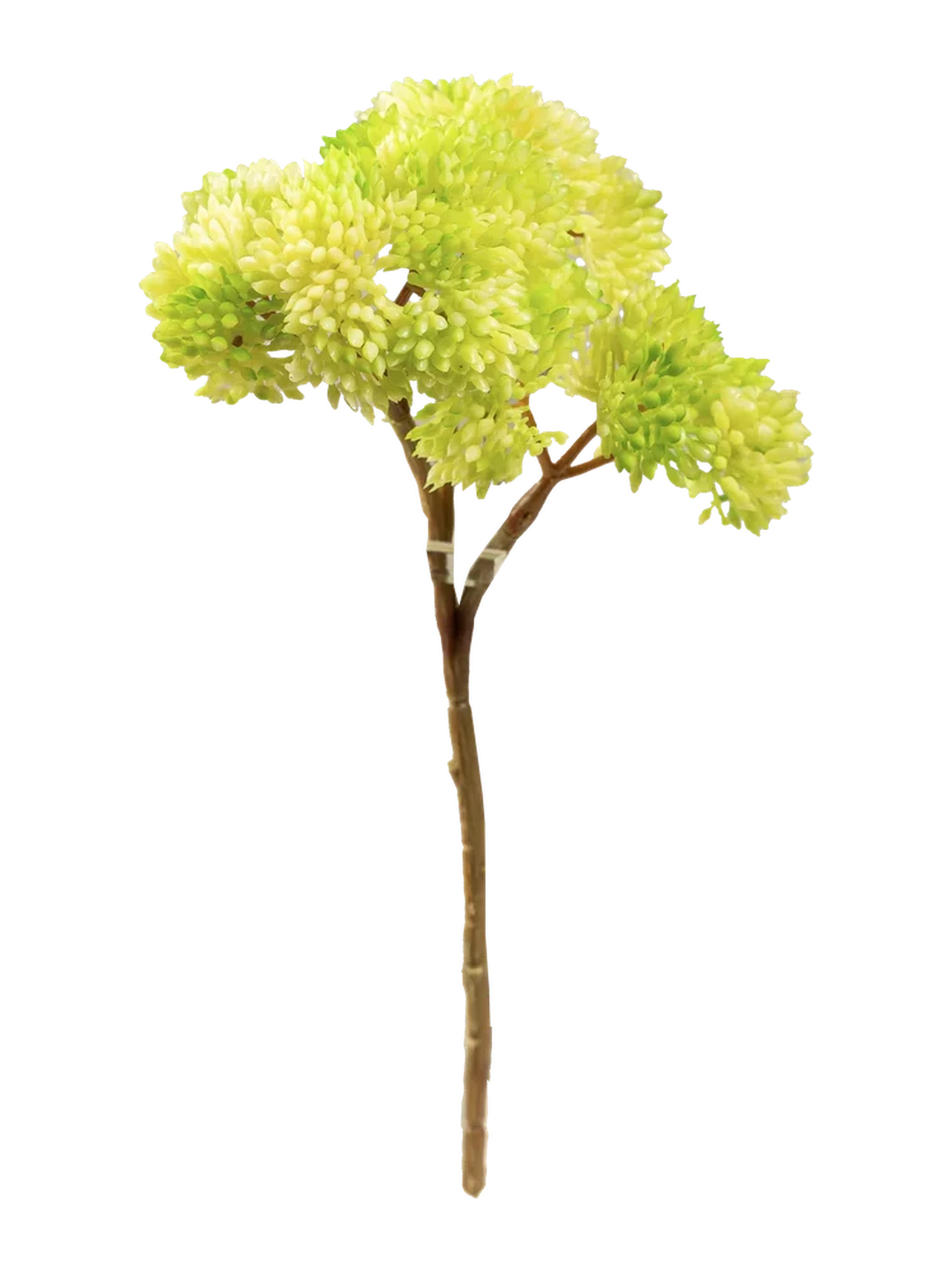 Crassula Falcata (Spring Lime) — artificial foliage in lime by VYNE