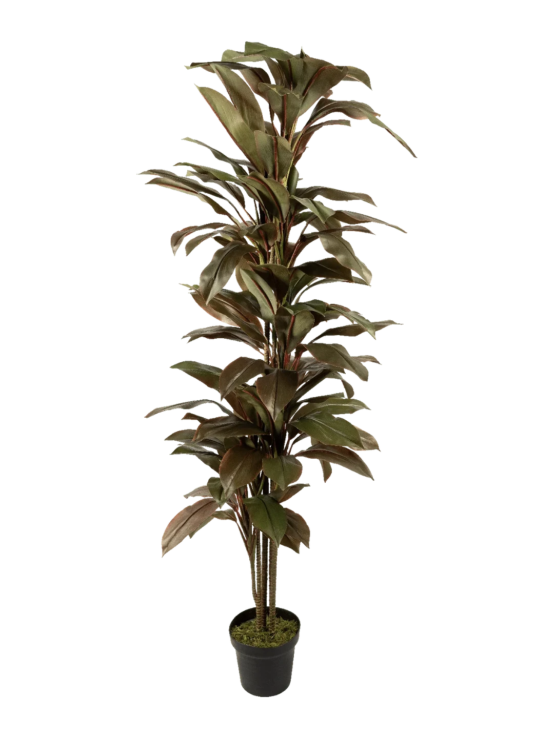 Strelitzia (Eucalyptus Noir) 195cm — artificial plant in green by VYNE