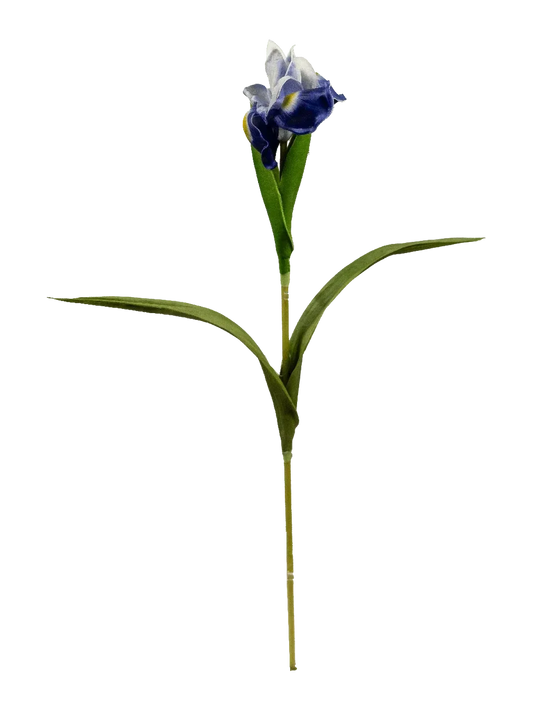 Iris (Midnight Indigo)
