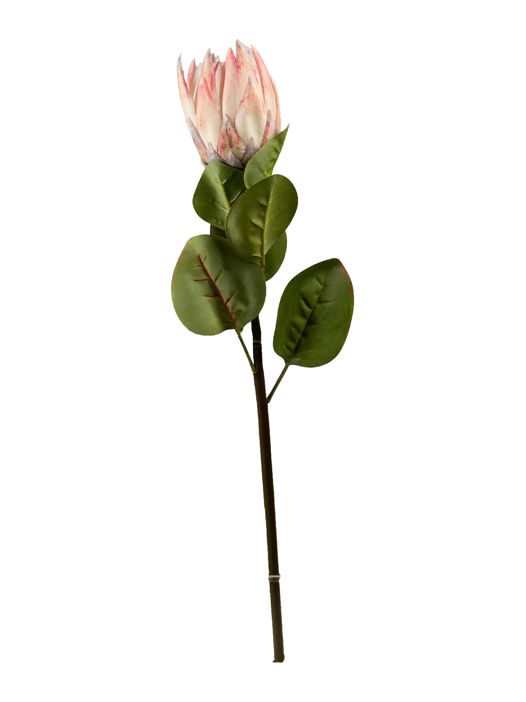 Protea (Blush Ivory) — artificial flowers in cream by VYNE