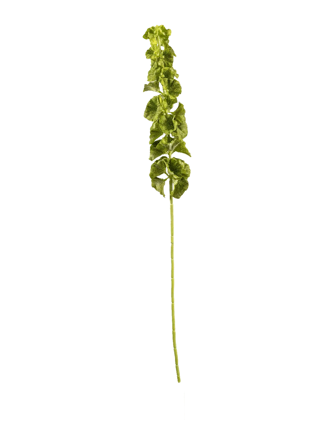 Moluccella Stem (Fresh Chartreuse) — artificial foliage in green by VYNE