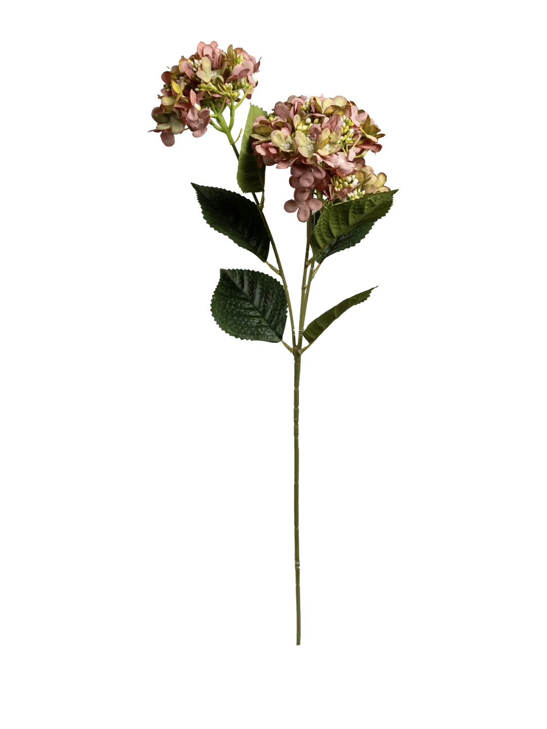 Hydrangea (Antique Ivory)