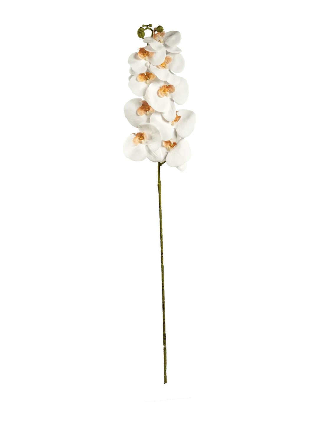 Orchid (Porcelain Ivory) — artificial flowers in cream by VYNE