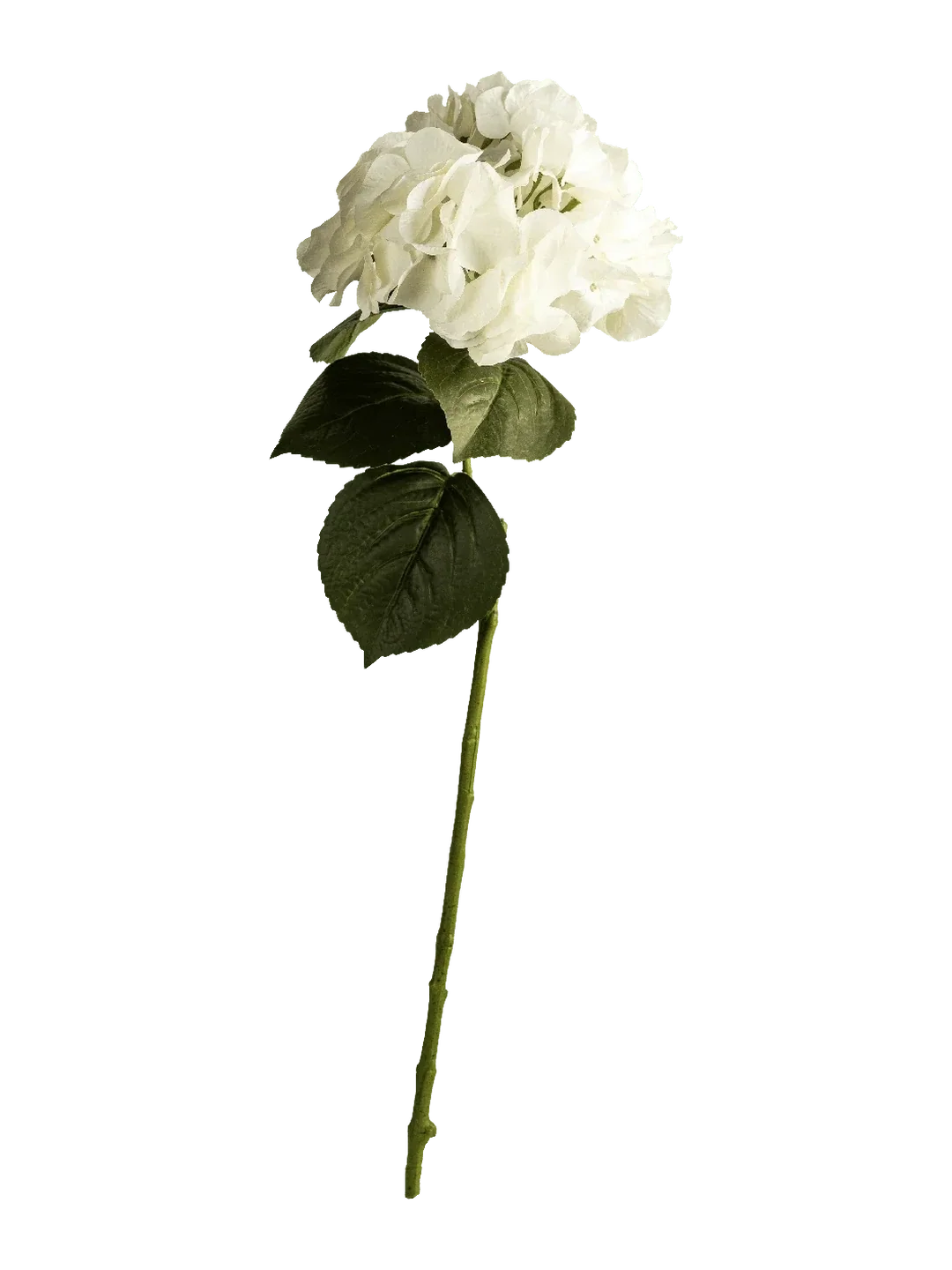 Hydrangea (Pure White)