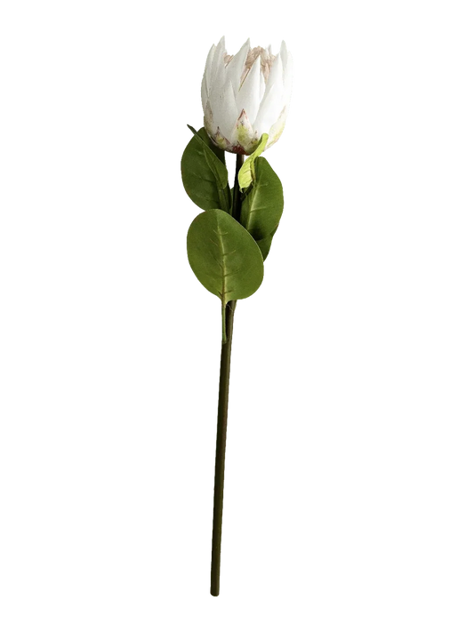 Protea (Ivory Flame)