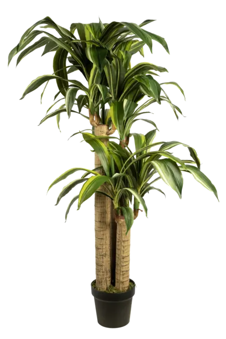 Artificial Dracaena Plant — Fragrans 150cm | Vyne Boutique