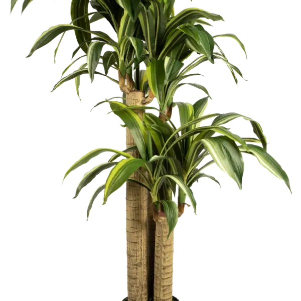Artificial Dracaena Plant — Fragrans 150cm | Vyne Boutique