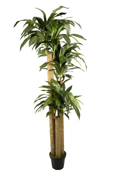 Artificial Dracaena Plant — Fragrans 215cm | Vyne Boutique
