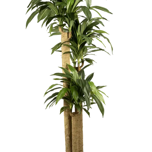 Artificial Dracaena Plant — Fragrans 215cm | Vyne Boutique
