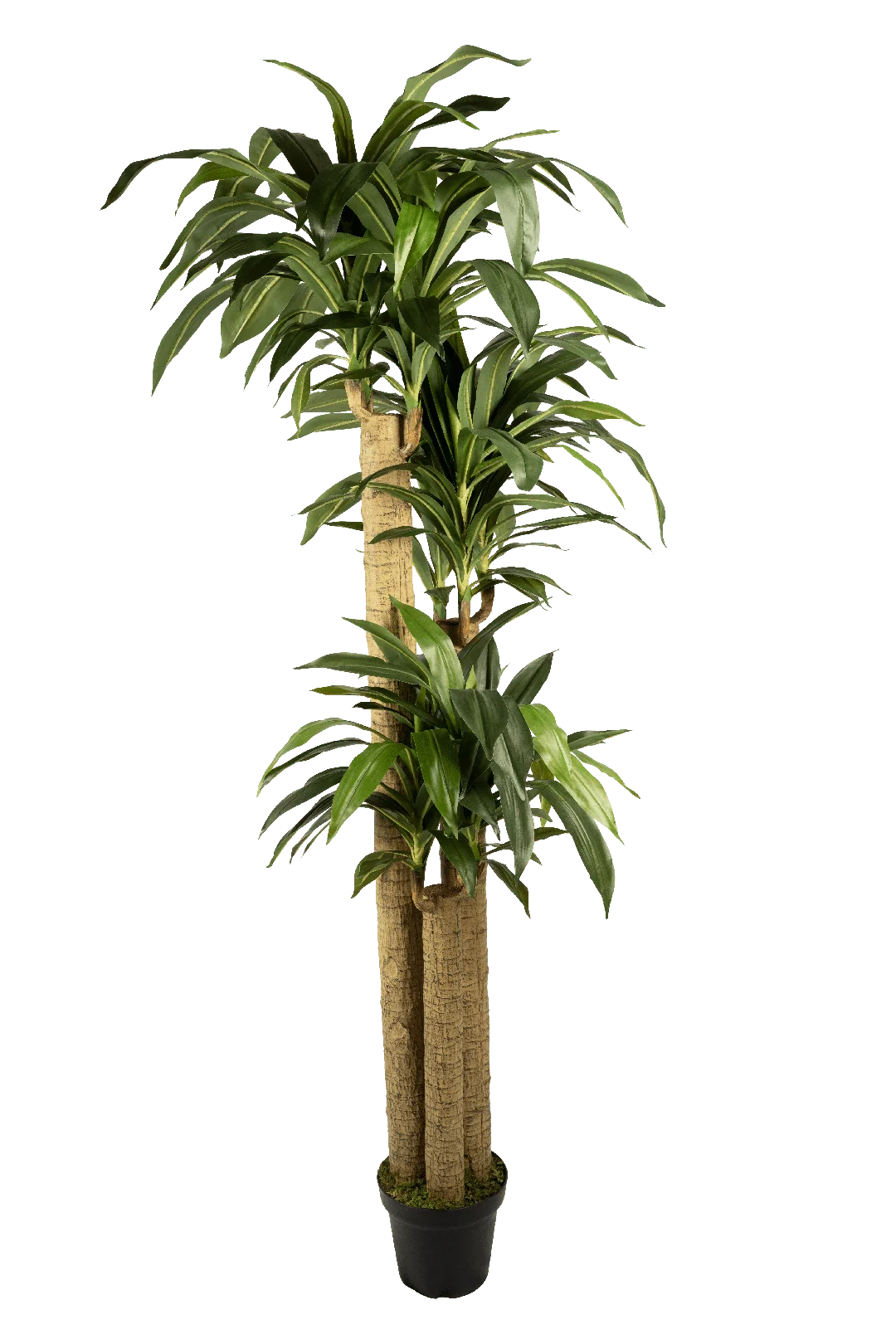 Dracaena Fragrans (215cm) | Vyne Artificial Dracaena Plant — Fragrans 215cm | Vyne Boutique