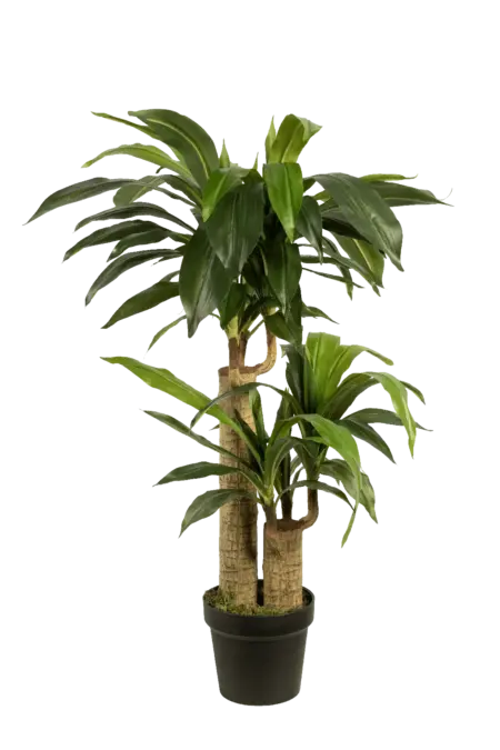 Artificial Dracaena Plant — Fragrans 125cm | Vyne Boutique