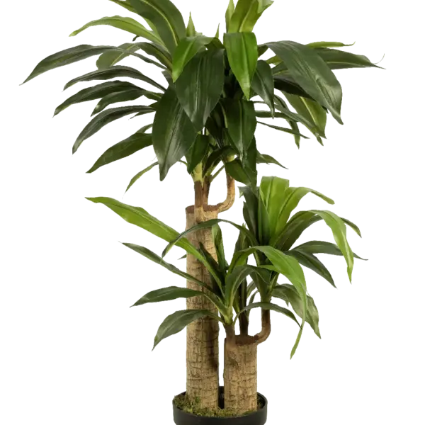 Artificial Dracaena Plant — Fragrans 125cm | Vyne Boutique