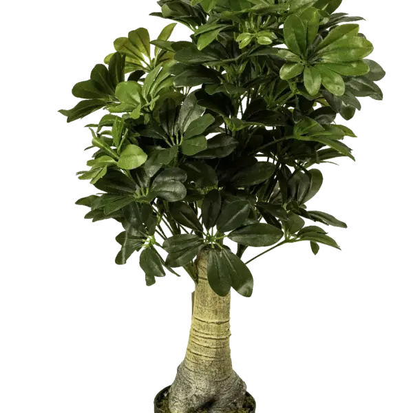 Artificial Ginseng Ficus — Ficus Microcarpa | Vyne Boutique