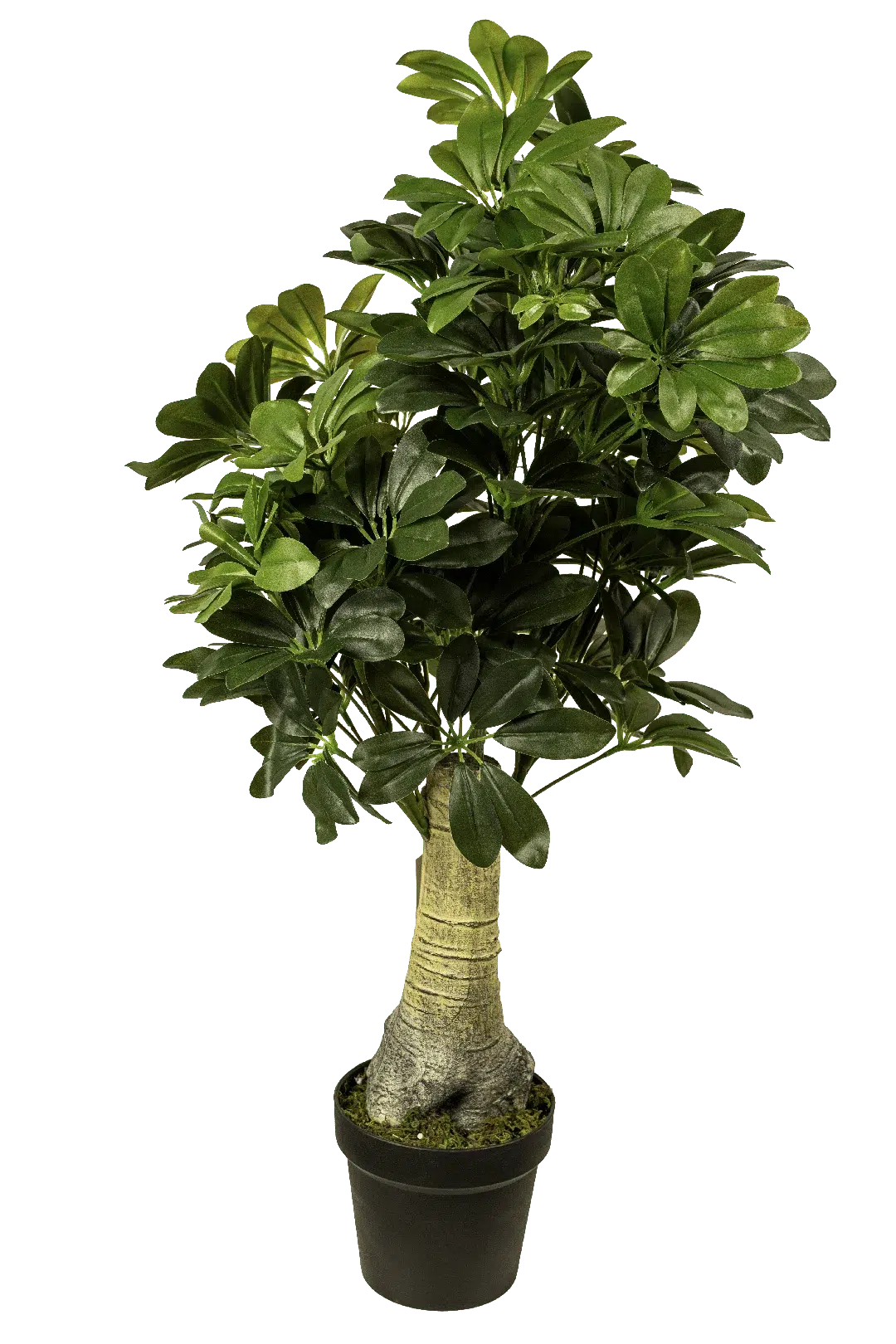 Ficus Microcarpa (Ginseng Ficus) | Vyne Artificial Ginseng Ficus — Ficus Microcarpa | Vyne Boutique
