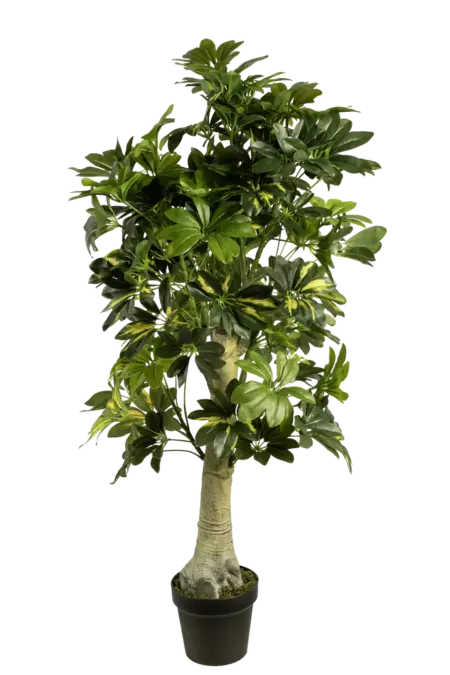 Artificial Schefflera Plant — Variegated Dwarf Umbrella Tree | Vyne