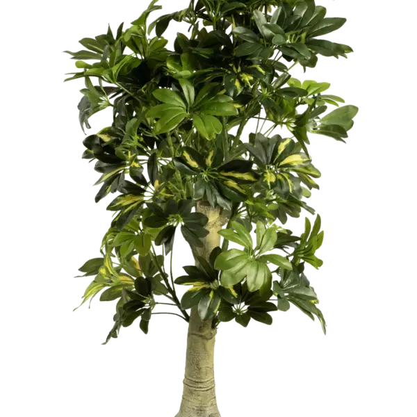 Artificial Schefflera Plant — Variegated Dwarf Umbrella Tree | Vyne