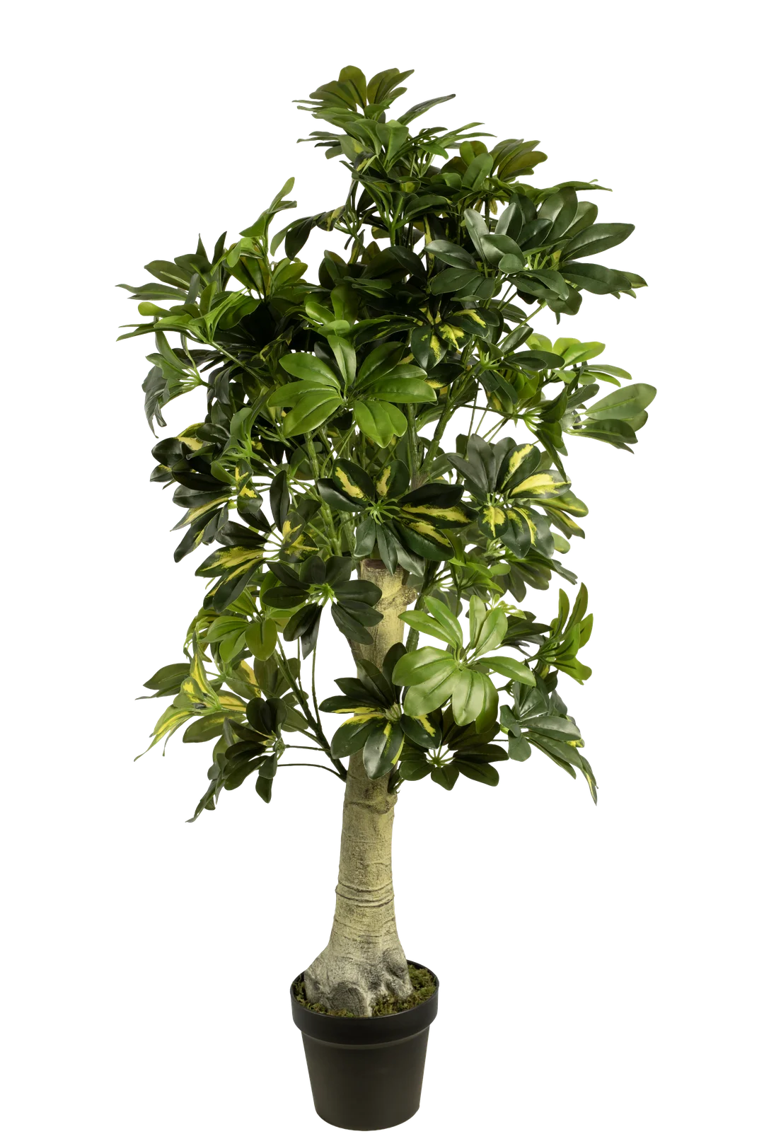 Variegated Dwarf Umbrella Tree | Vyne Artificial Schefflera Plant — Variegated Dwarf Umbrella Tree | Vyne