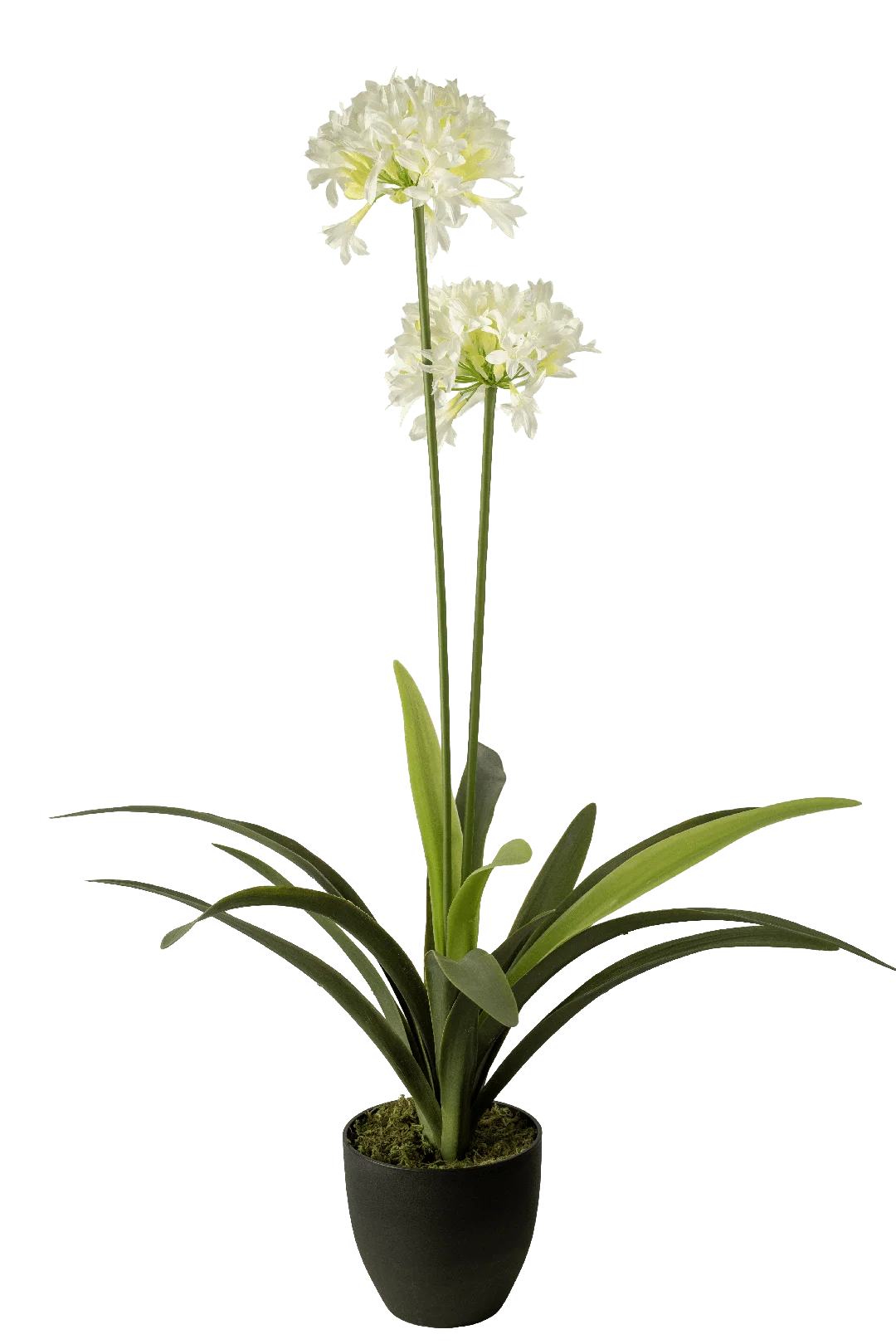 Agapanthus (African Lily) | Vyne Artificial Agapanthus — African Lily | Vyne Boutique