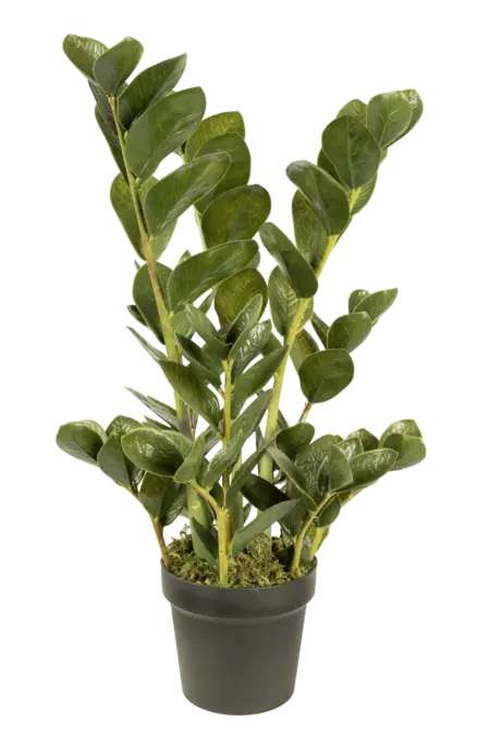 Artificial ZZ Plant — Zamioculcas Deep Emerald 70cm | Vyne