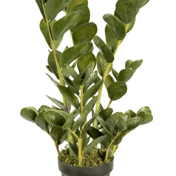 Artificial ZZ Plant — Zamioculcas Deep Emerald 70cm | Vyne