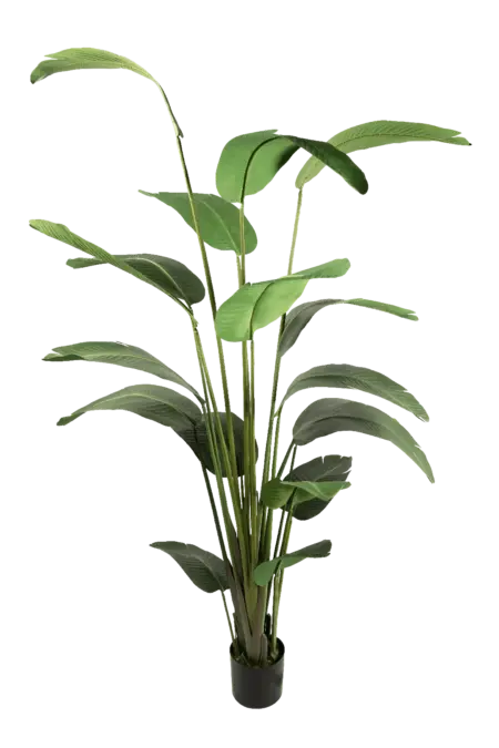 Artificial Bird of Paradise — Strelitzia Nicolai 245cm | Vyne