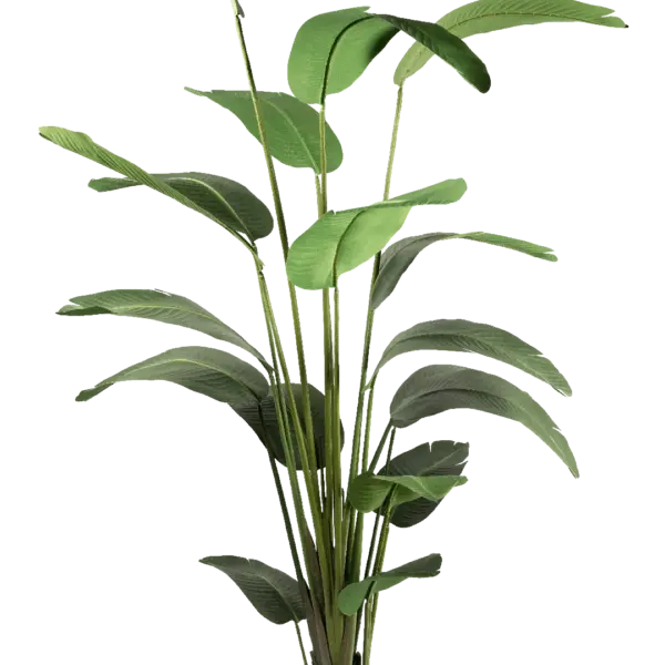 Artificial Bird of Paradise — Strelitzia Nicolai 245cm | Vyne