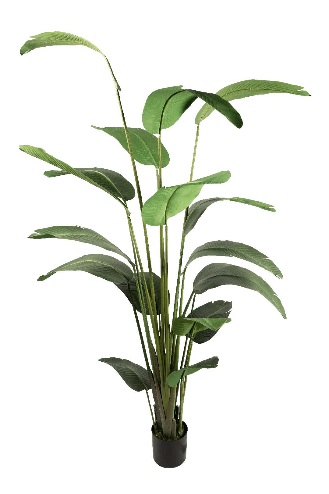 Strelitzia Nicolai (245cm) | Vyne Artificial Bird of Paradise — Strelitzia Nicolai 245cm | Vyne