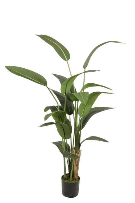 Artificial Bird of Paradise — Strelitzia Nicolai 190cm | Vyne
