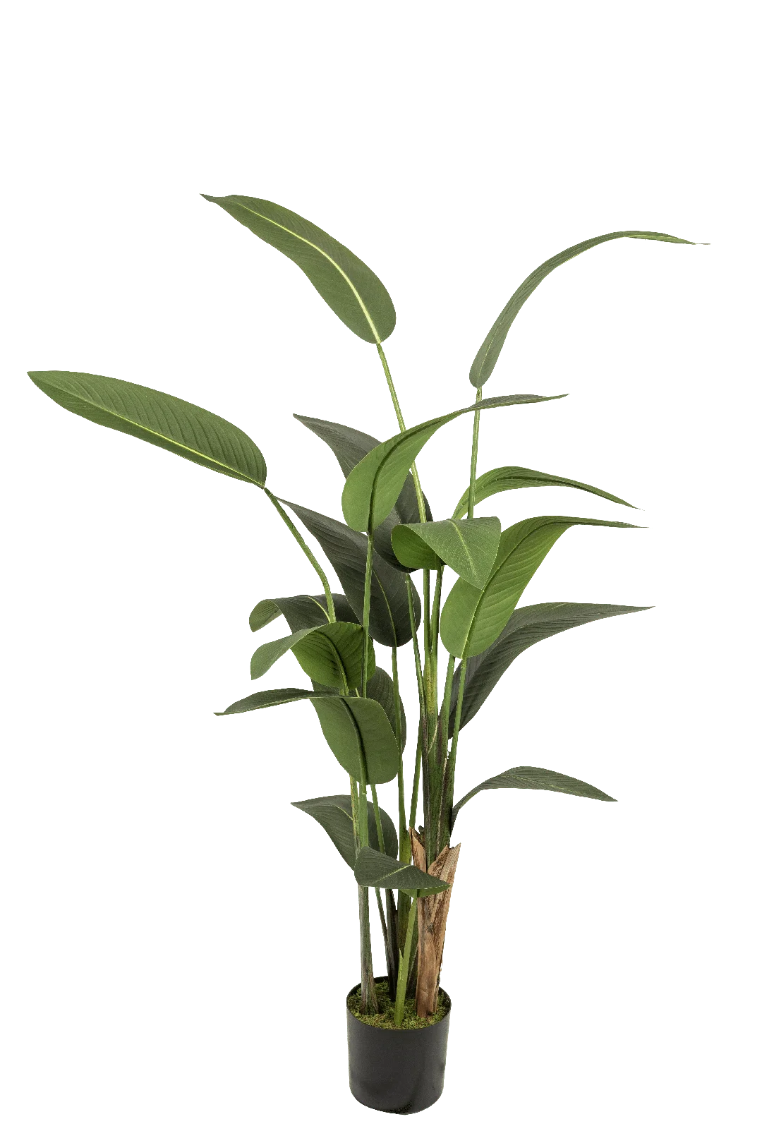 Strelitzia Nicolai (190cm) | Vyne Artificial Bird of Paradise — Strelitzia Nicolai 190cm | Vyne
