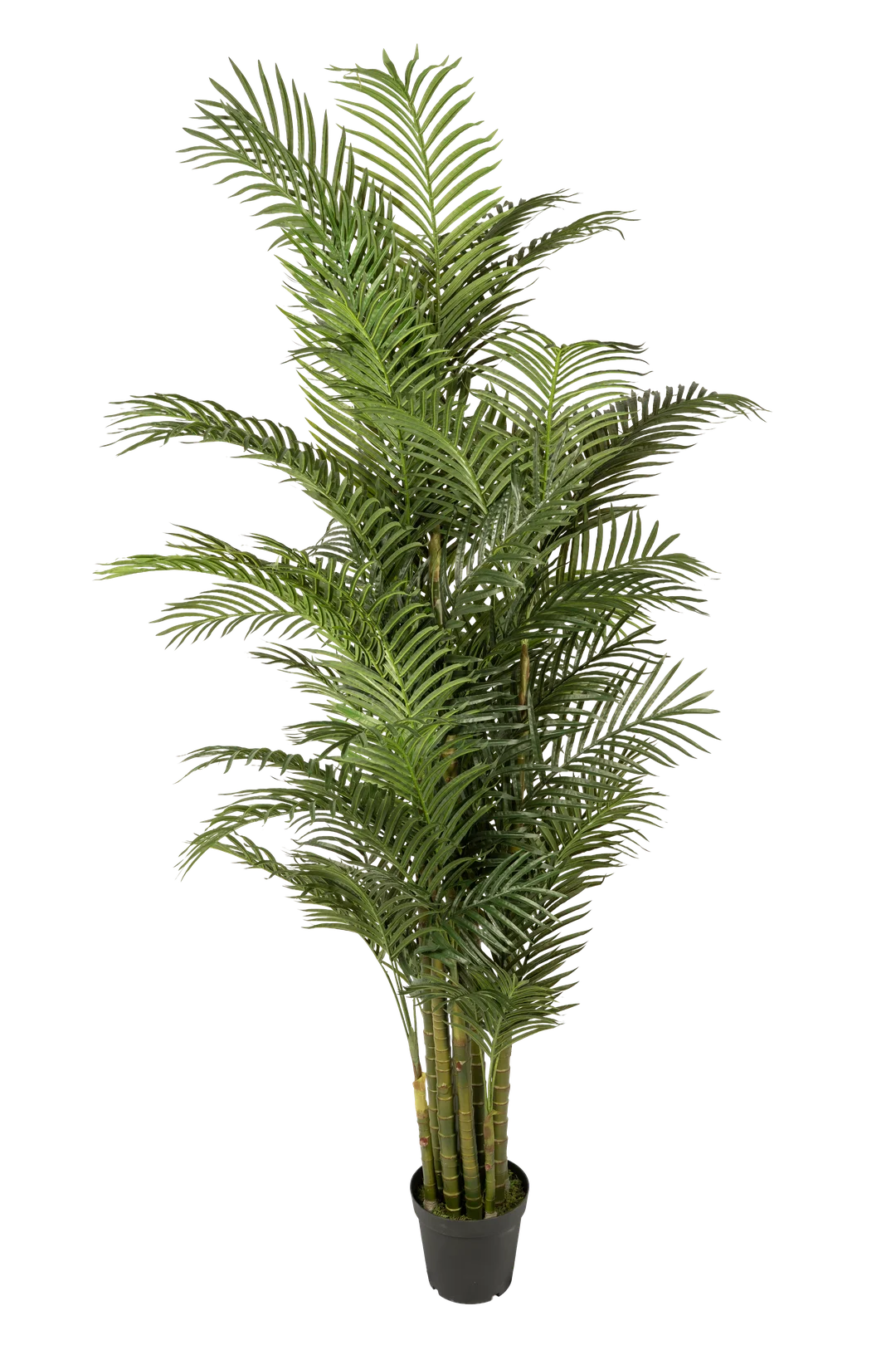 Areca Palm (250cm) | Vyne Artificial Areca Palm Tree — 250cm | Vyne Boutique