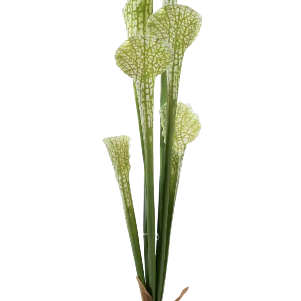Artificial Pitcher Plant — Veined Lime Green | Vyne Boutique