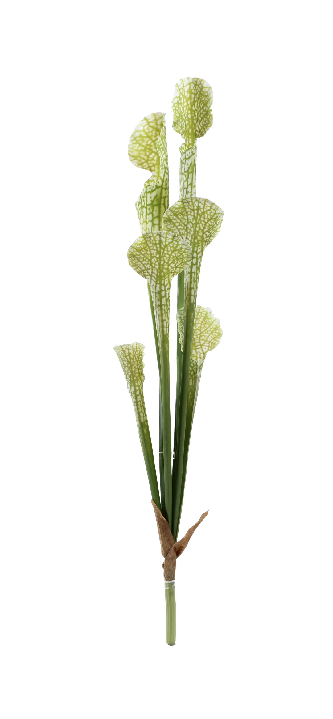 Pitcher Plant (Veined Lime Green) | Vyne Artificial Pitcher Plant — Veined Lime Green | Vyne Boutique