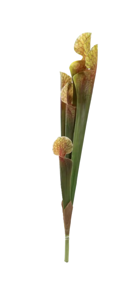 Artificial Pitcher Plant — Amber Blush | Vyne Boutique