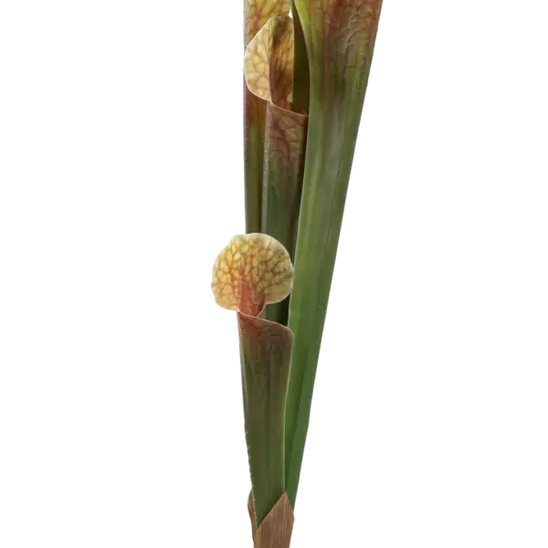 Artificial Pitcher Plant — Amber Blush | Vyne Boutique