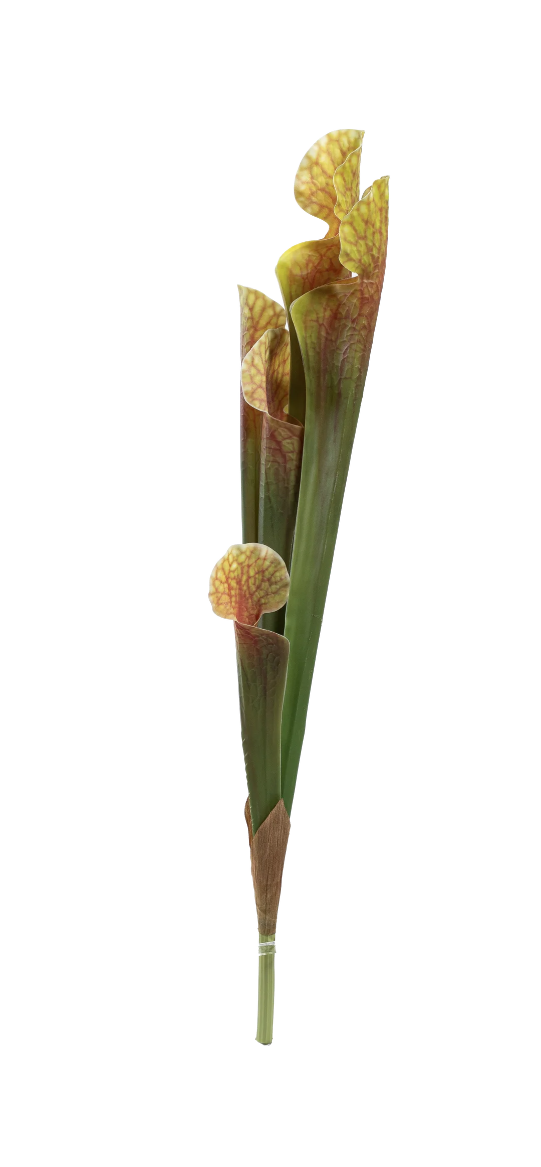 Pitcher Plant (Amber Blush) | Vyne Artificial Pitcher Plant — Amber Blush | Vyne Boutique