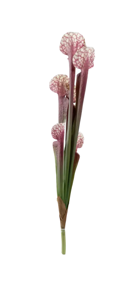 Artificial Pitcher Plant — Rose Vein Green | Vyne Boutique