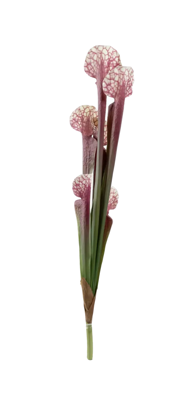 Artificial Pitcher Plant — Rose Vein Green | Vyne Boutique