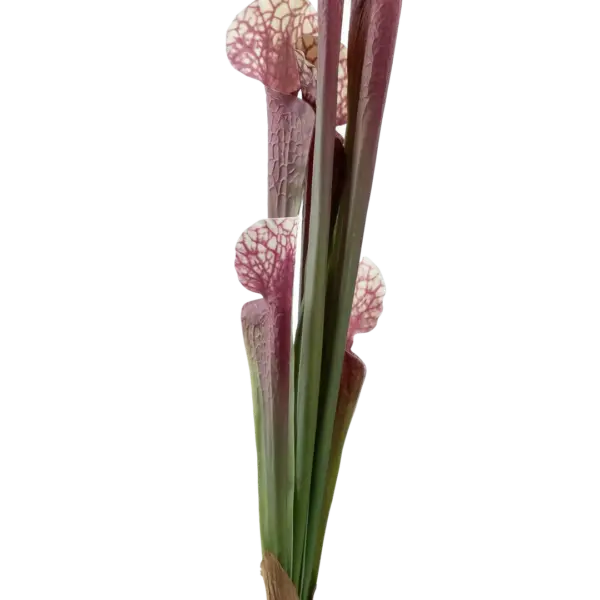 Artificial Pitcher Plant — Rose Vein Green | Vyne Boutique