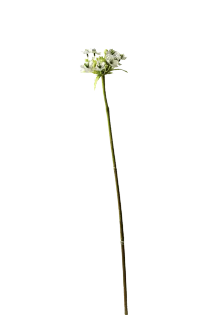 Artificial Star of Bethlehem — Blush Ivory | Vyne Boutique