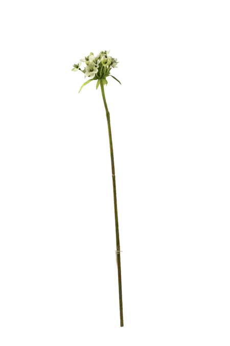 Artificial Star of Bethlehem — Snow White | Vyne Boutique