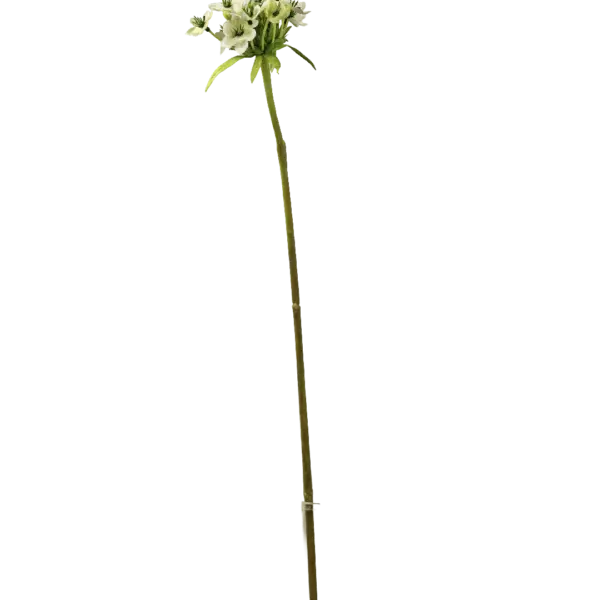 Artificial Star of Bethlehem — Snow White | Vyne Boutique