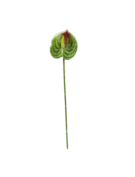 Artificial Pink Anthurium — Verdant Blush | Vyne