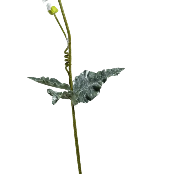 Artificial Iceland Poppy — Porcelain White | Vyne Boutique