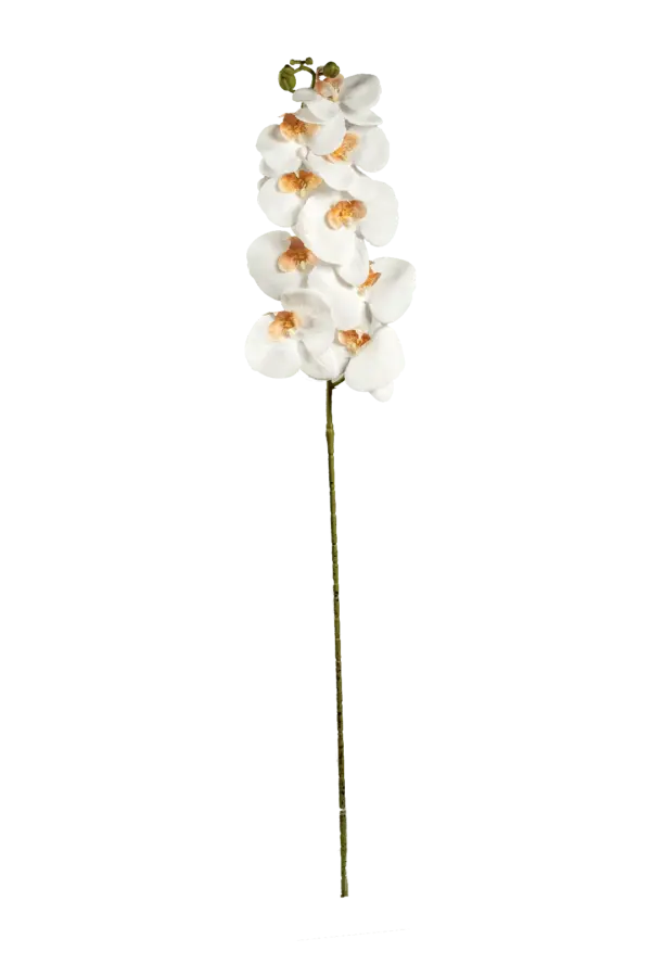 Artificial Cream Orchid — Porcelain Ivory | Vyne Boutique