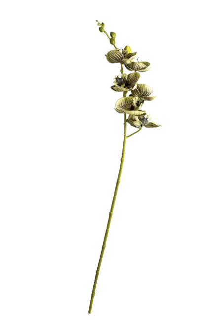 Artificial Orchid — Striped Sage Green | Vyne Boutique