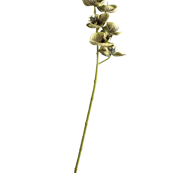 Artificial Orchid — Striped Sage Green | Vyne Boutique