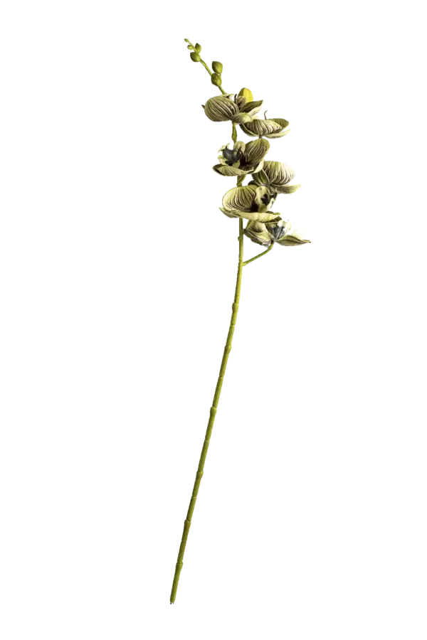 Artificial Orchid — Striped Sage Green | Vyne Boutique