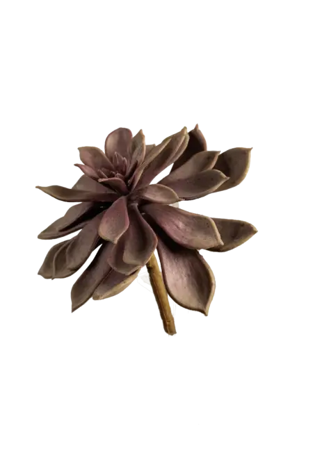 Artificial Echeveria Succulent — Dusty Mauve | Vyne