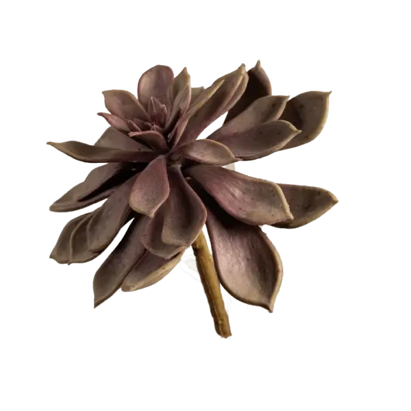 Artificial Echeveria Succulent — Dusty Mauve | Vyne